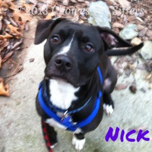 Choices Pet Sitters - Nick