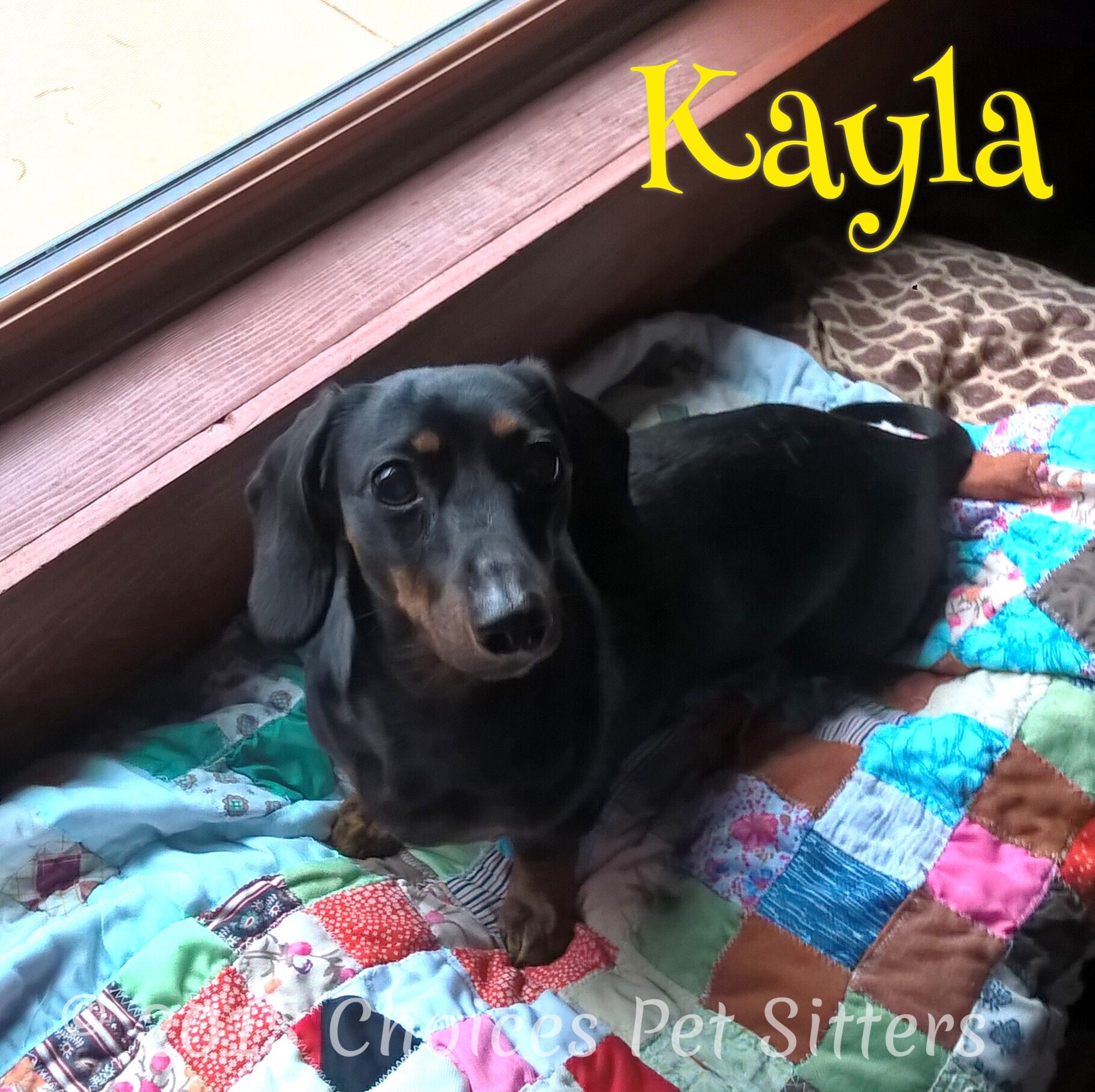 Choices Pet Sitters - Kayla