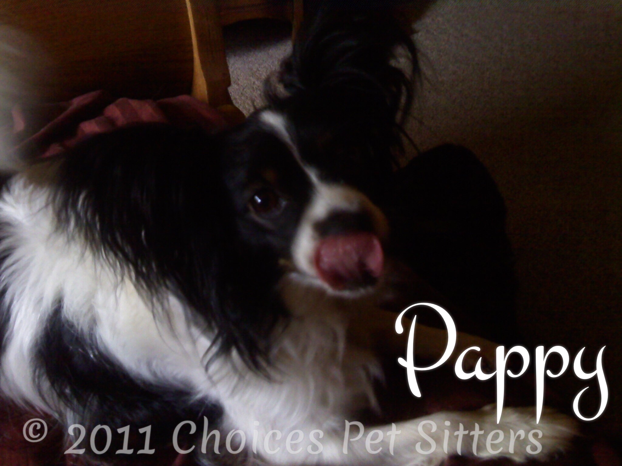 Choices Pet Sitters - Pappy