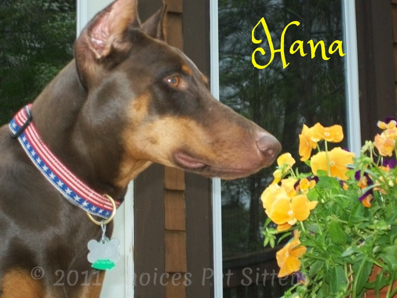Choices Pet Sitters - Hana