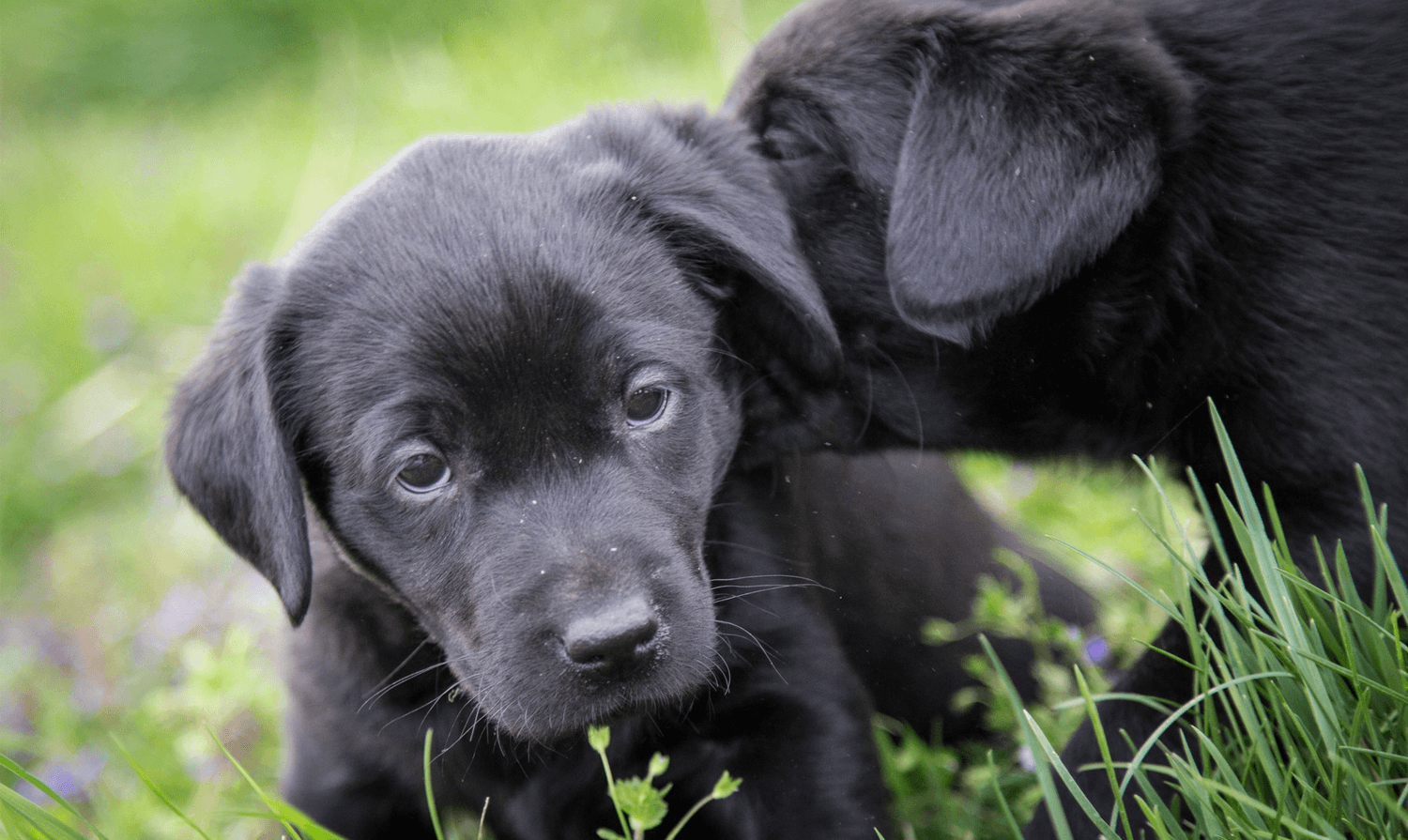 Labrador pups need a pet sitter